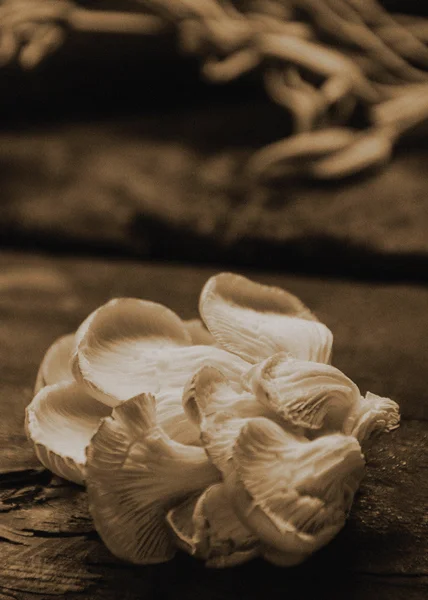 •mushroom_02a.jpg