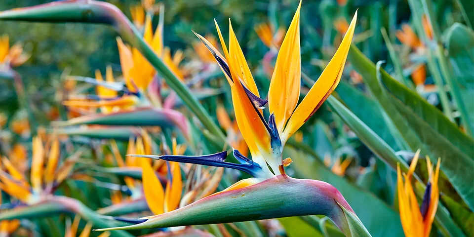 Bird of paradise_Header.jpg
