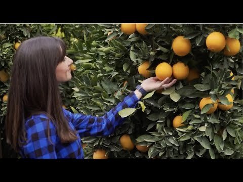 Sunkist | "Welcome to the Grove"