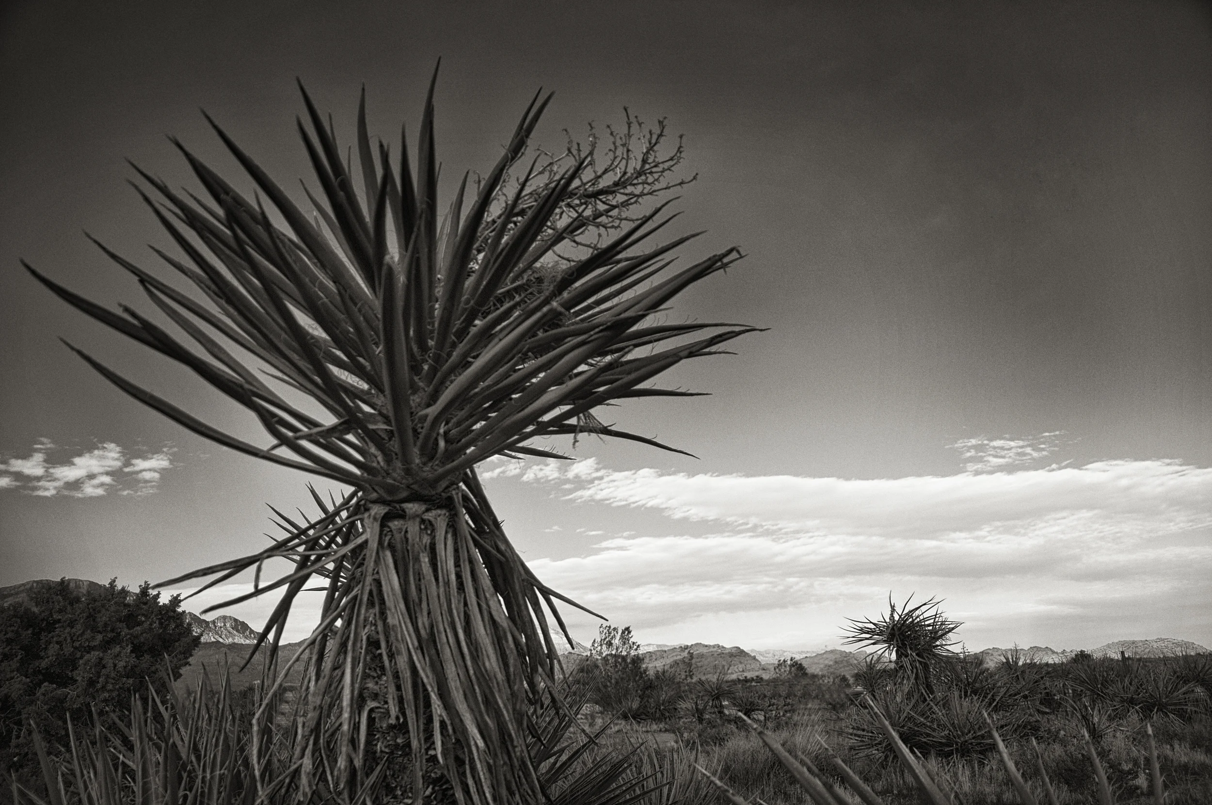 Red Rock Canyon, Nevada