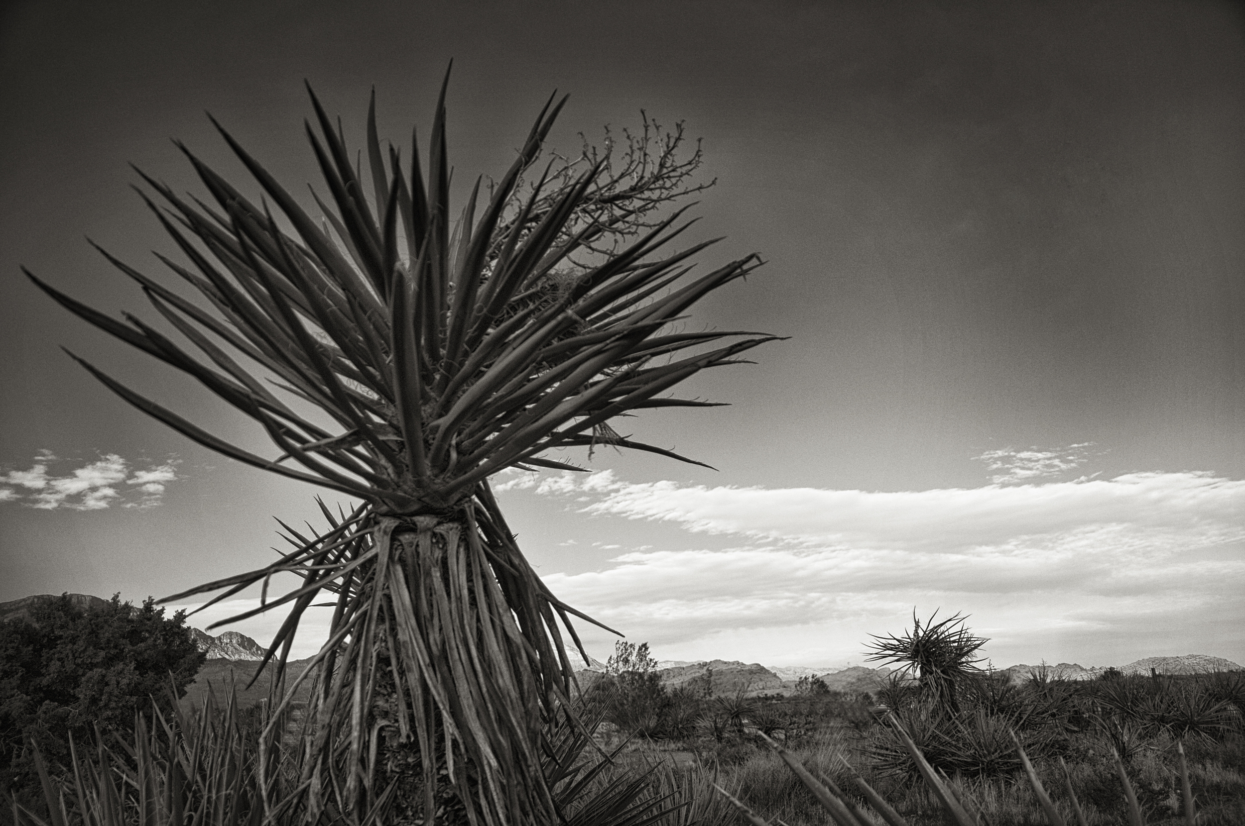  Red Rock &nbsp;Canyon, Nevada  