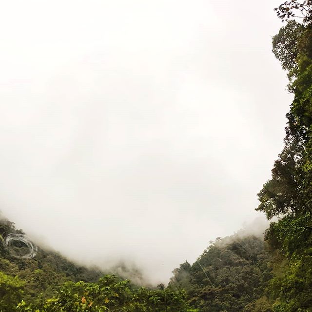 Somewhere in the clouds. Ecuador 2019 #ecuador🇪🇨 #travel #teampixel #landscape #nature #cloudforest