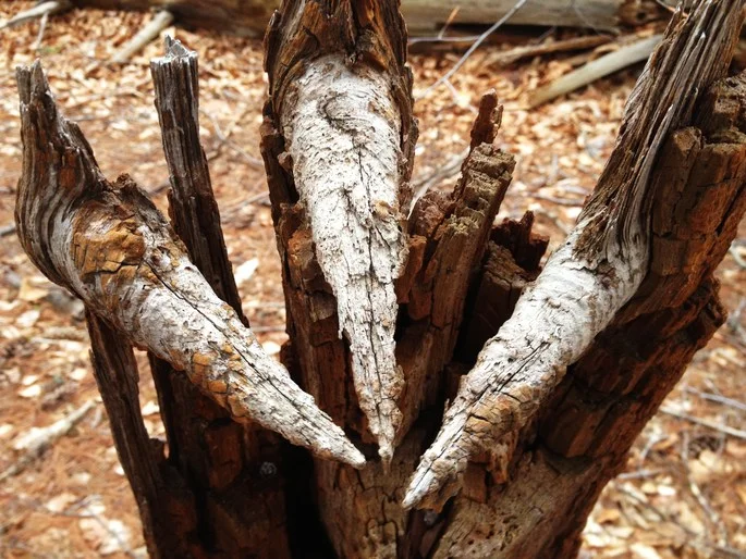 wood_1E.jpg