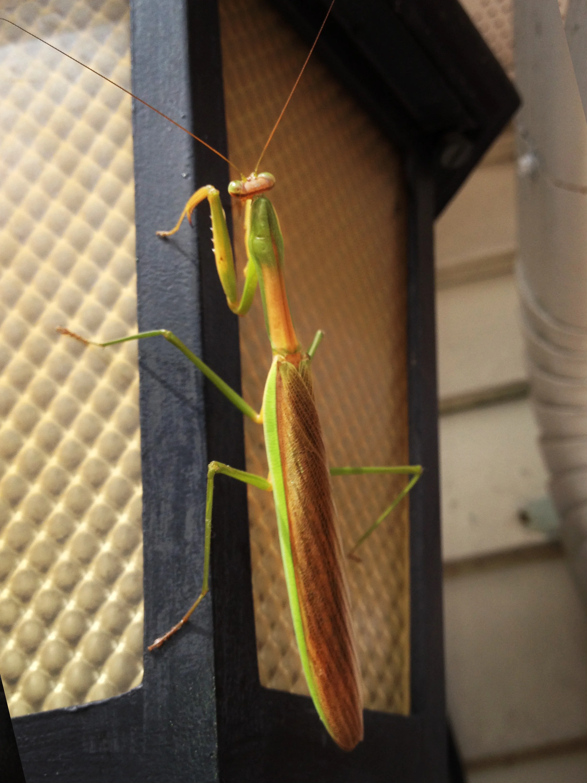 grasshopper_1M.jpg