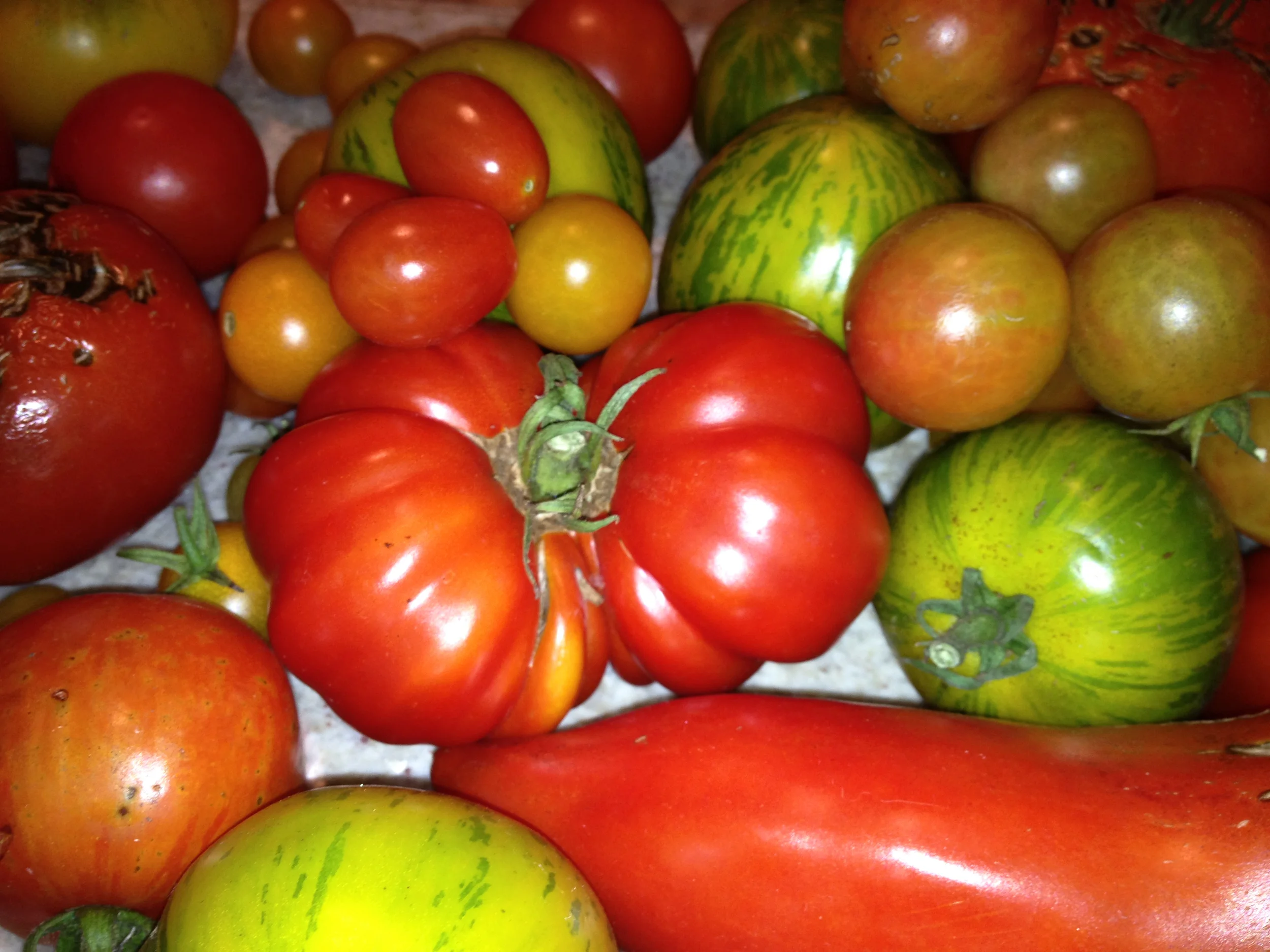 IMG_3953_1M.jpg