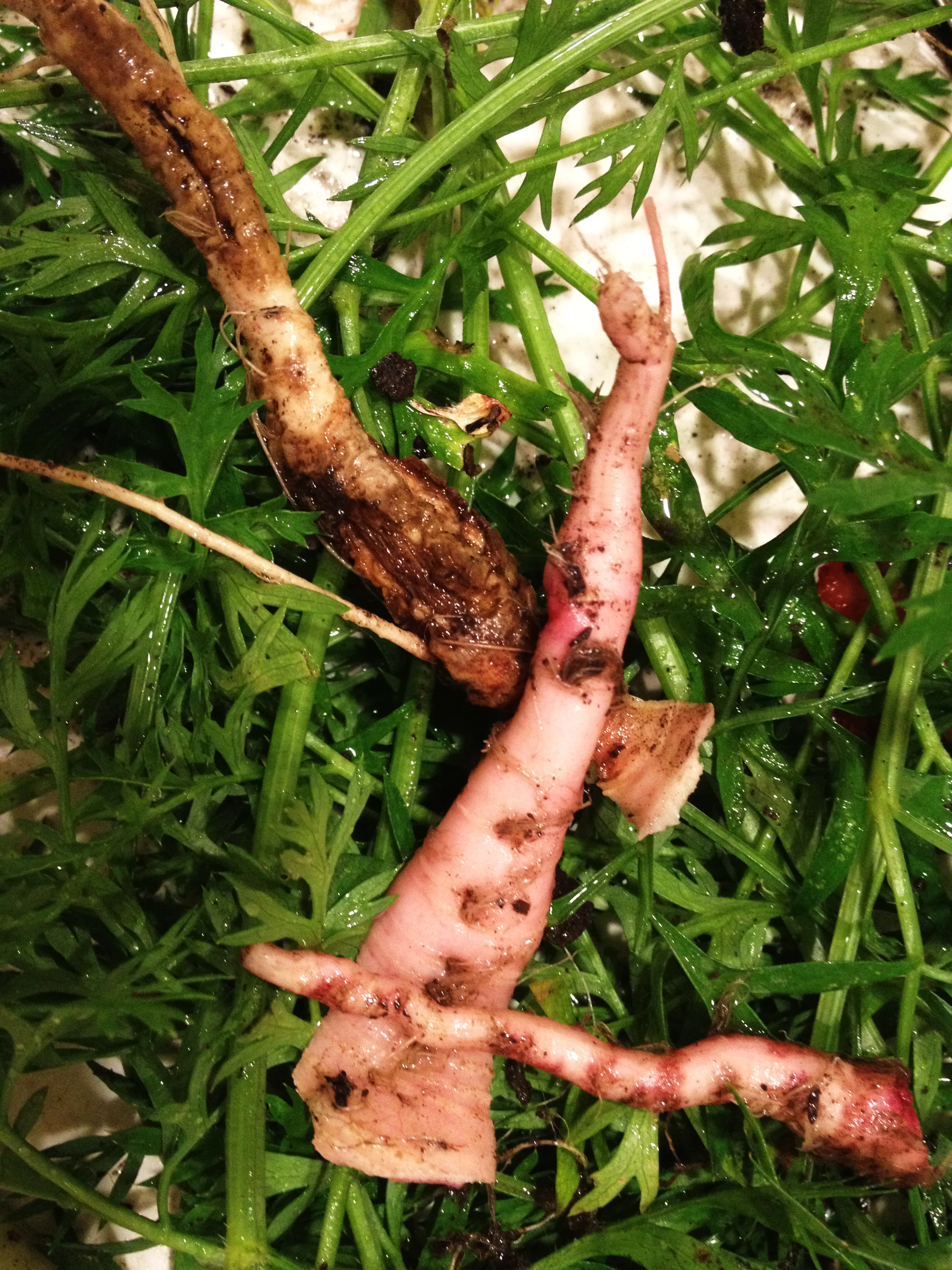 carrot1_1M.jpg