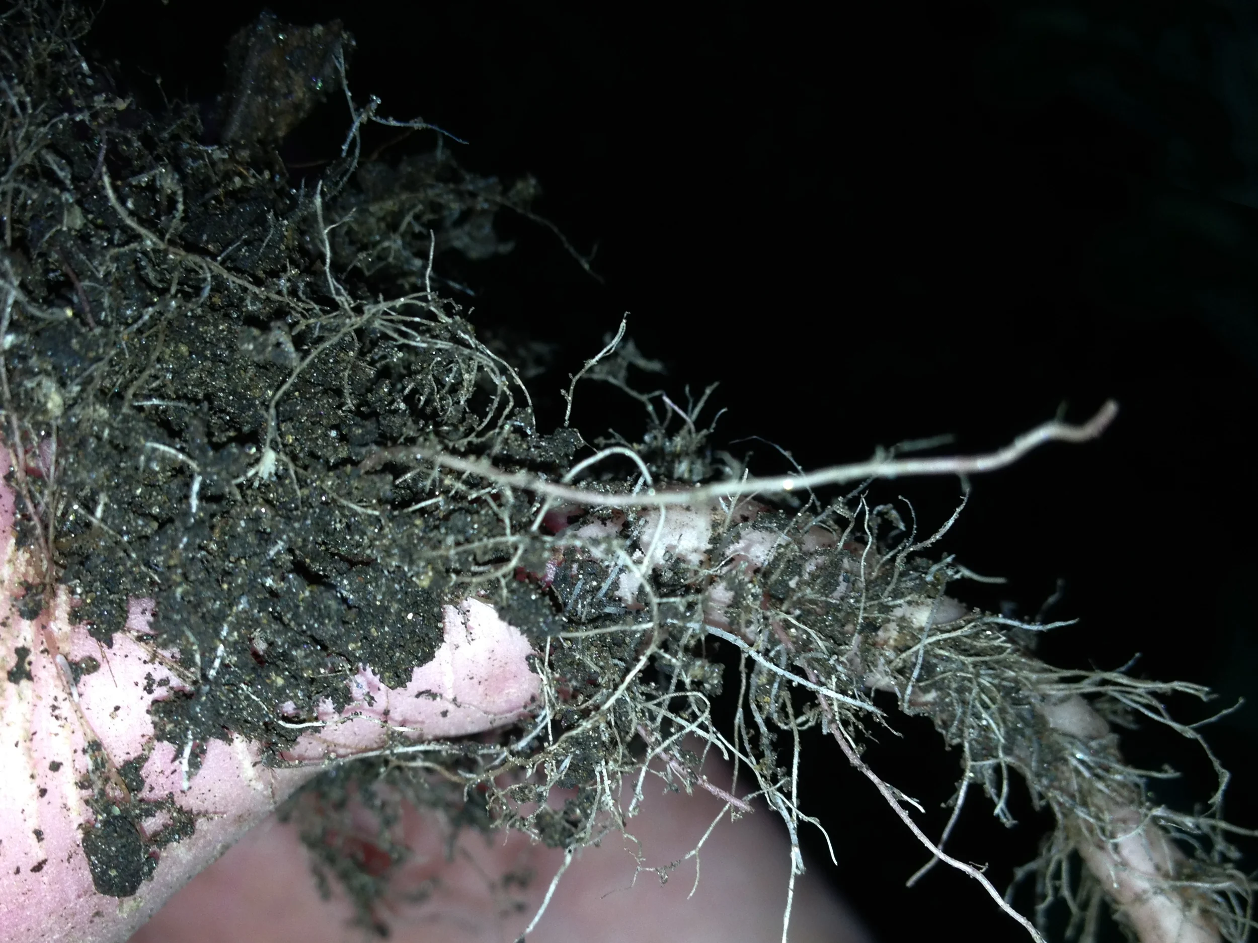 root_1M.jpg