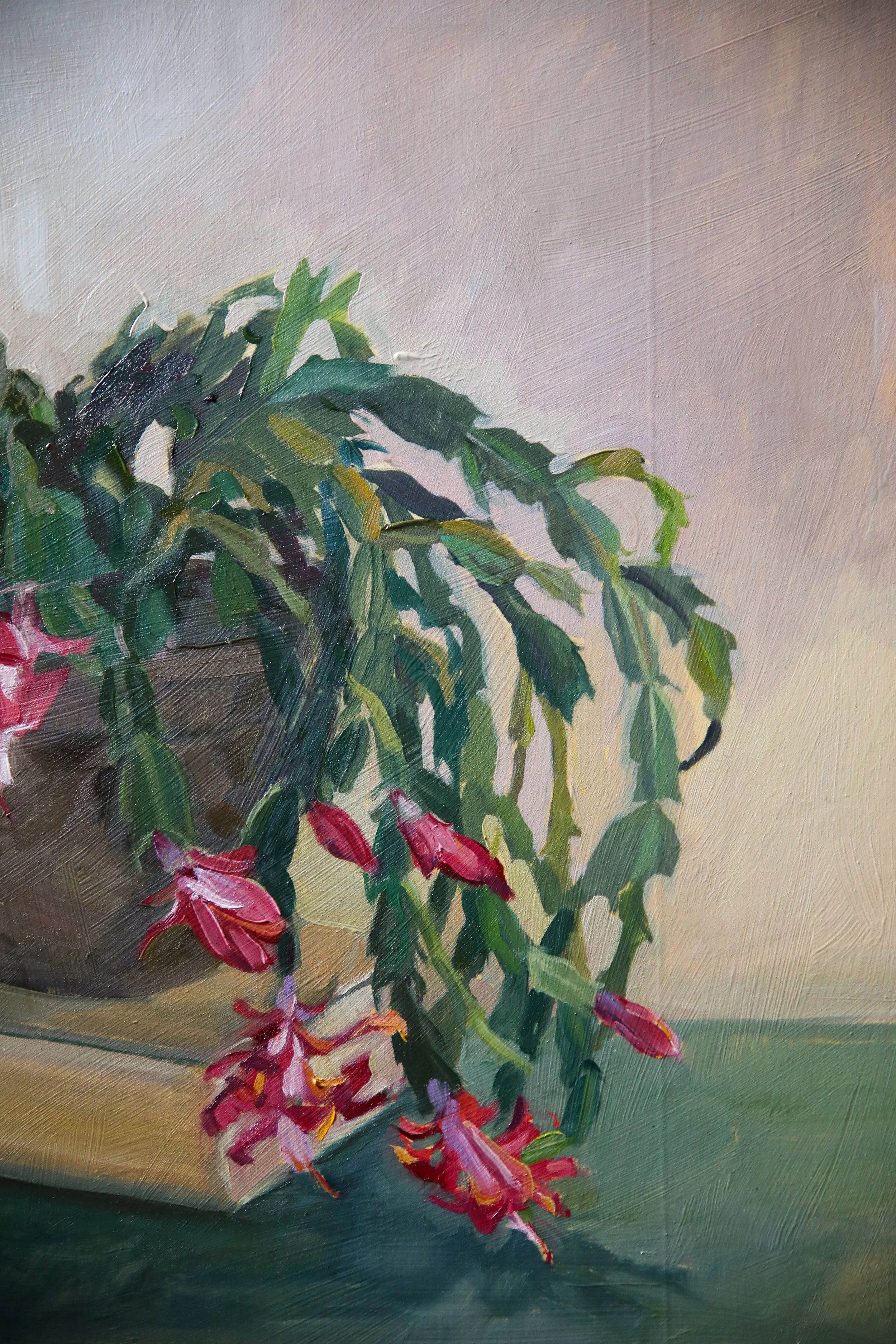 christmas cactus blooms-5.jpg