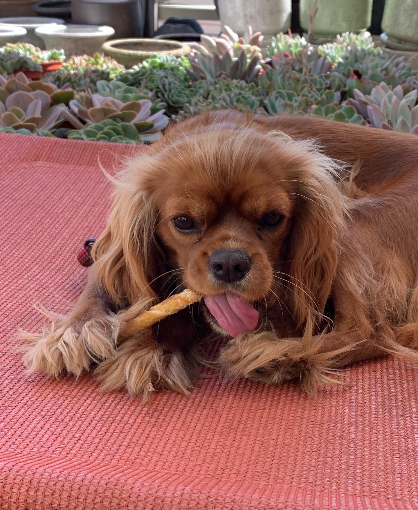 Ruby Rose wishes everyone a happy Wednesday! Keep smiling and give someone you love today a hug! ❤️🌹❤️🌹
.
.
.
.
#rubyrose #cavalierkingcharlesspaniel #love #wednesday #humpday #florals #floraldesigner #hogue_weddings #montecito #santabarbara