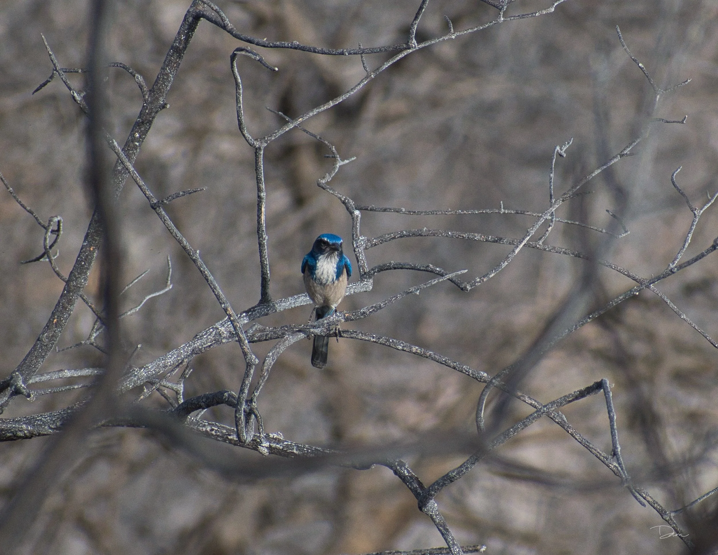 Scrubjay