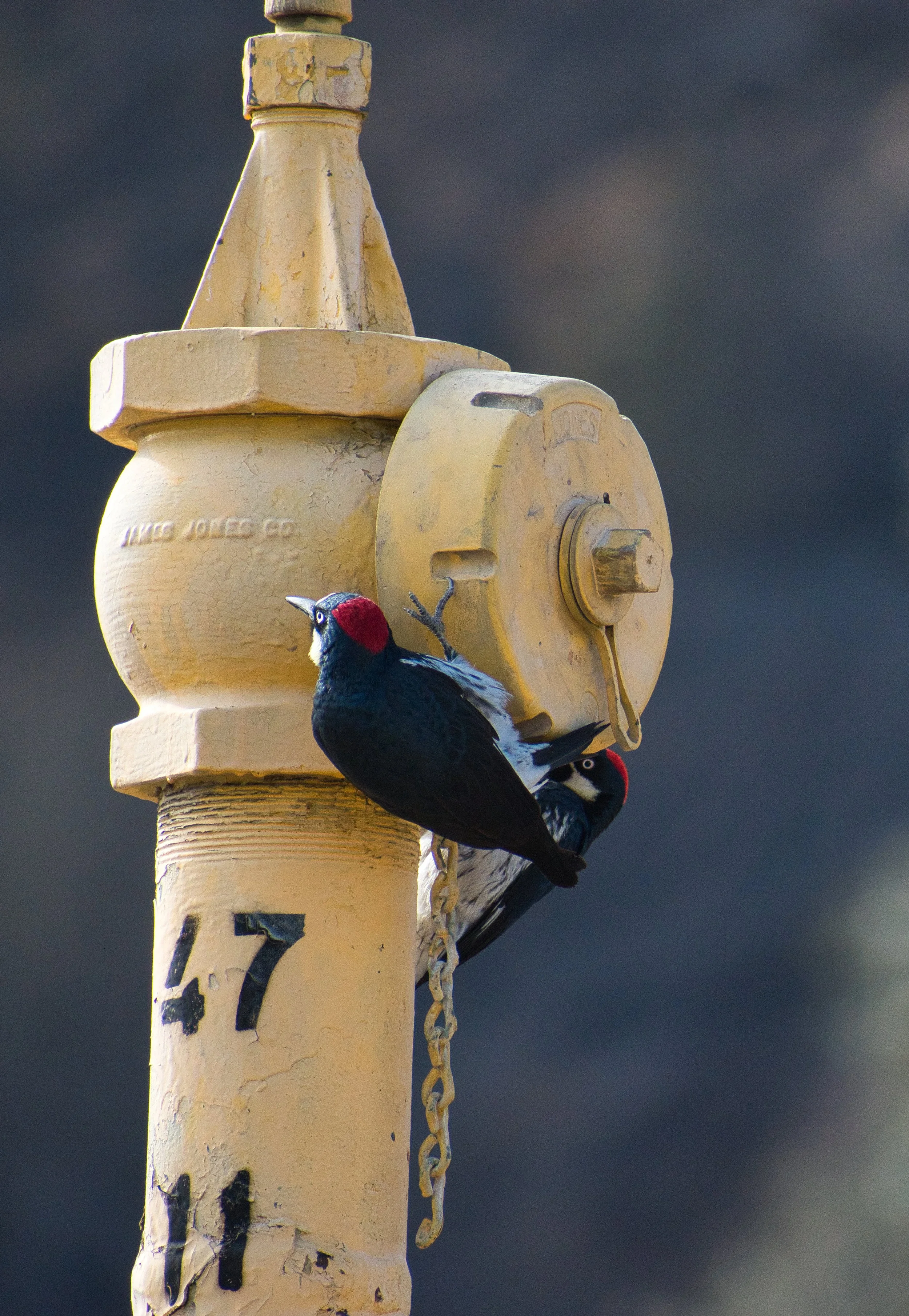 DSC_1844.jpeg