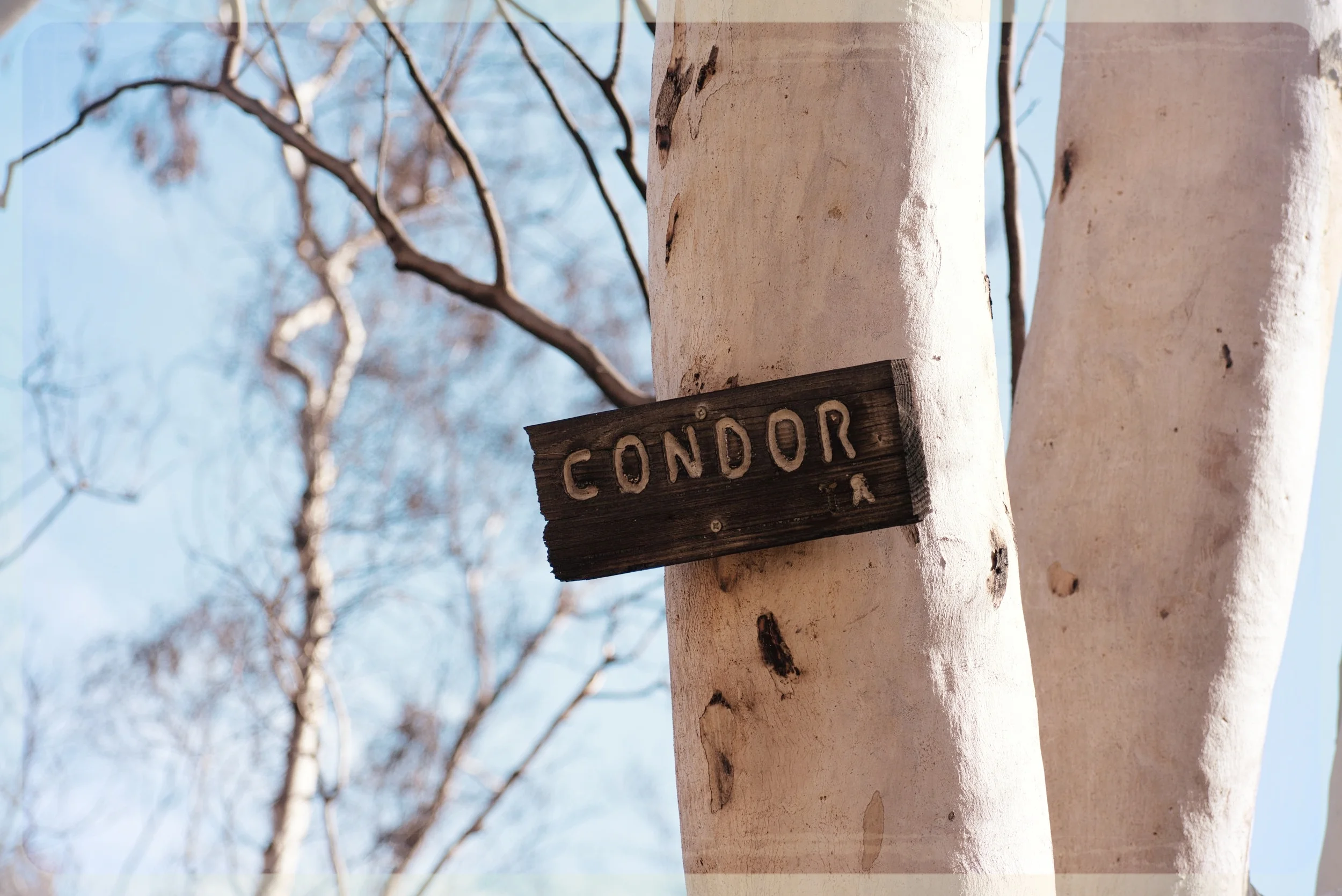 Condor Trail
