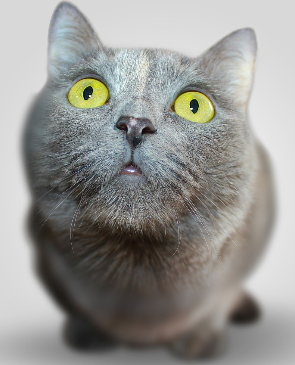 Photo Credit: Pixabay (CC0 Public Domain)