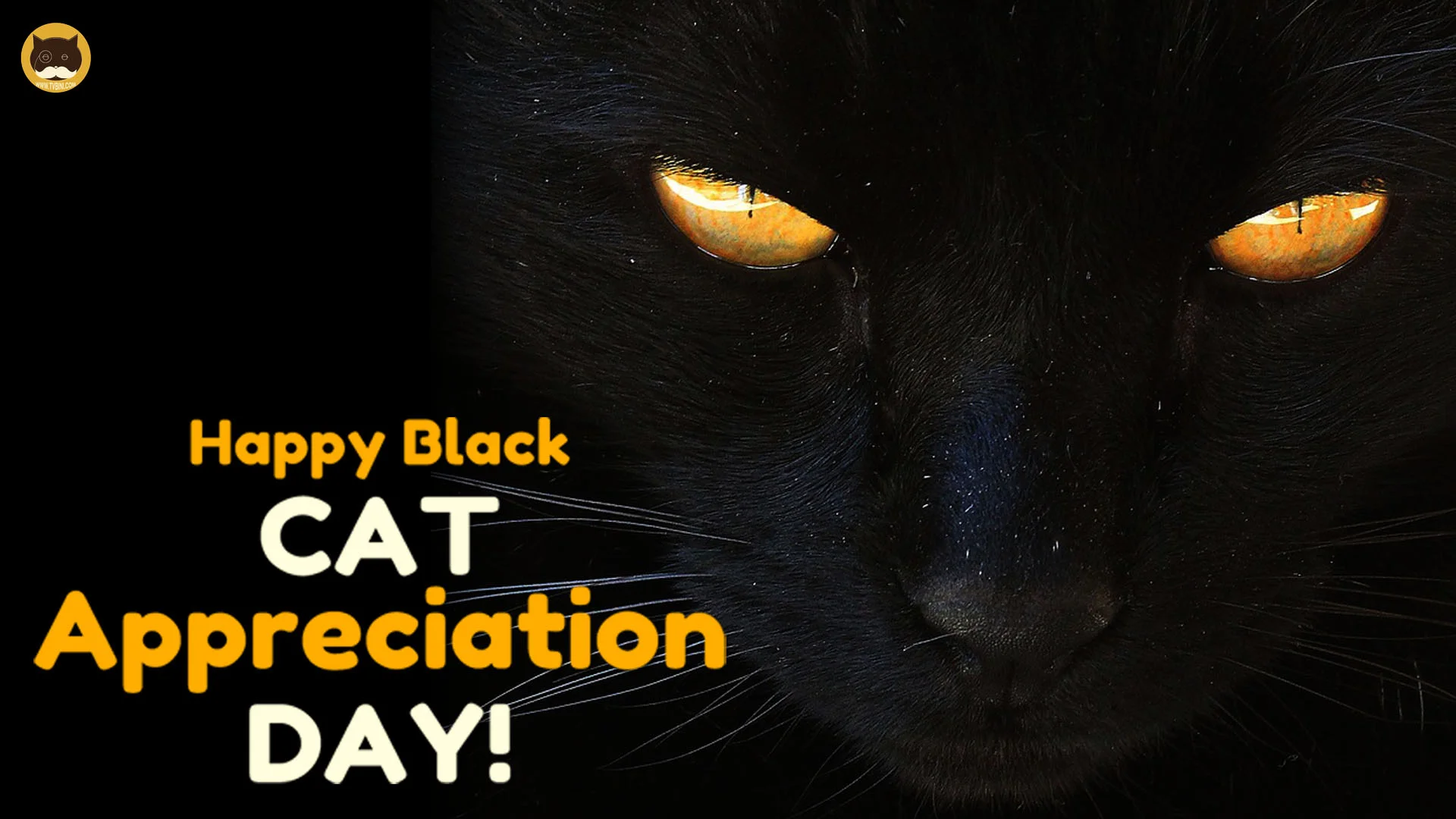 happy black cat appreciation day 01 tvbini videos for cats.jpg