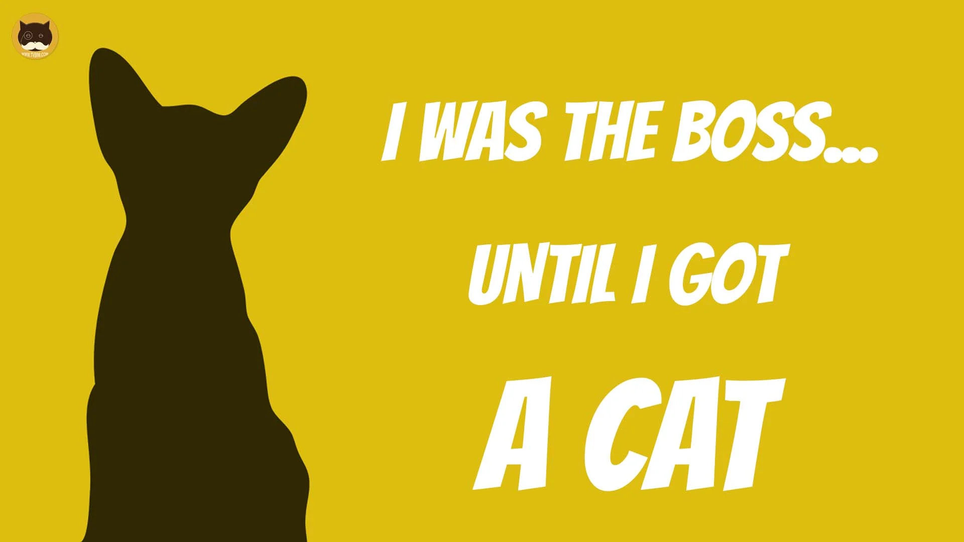 i was the boss until i got a cat1.jpg