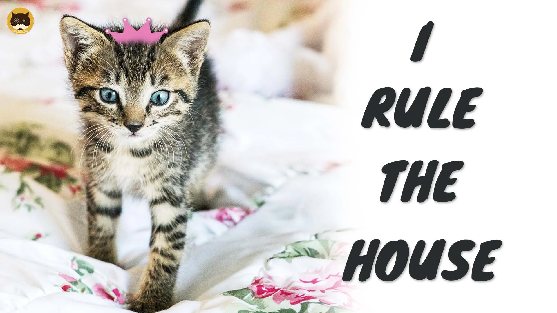 I RULE THE HOUSE 2.jpg