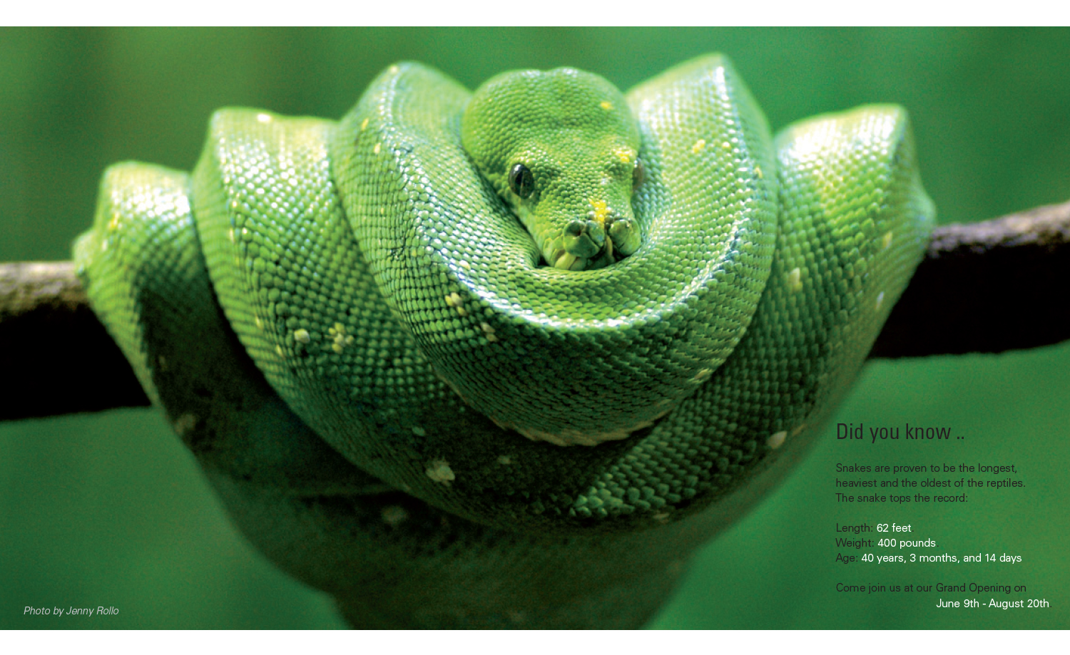 Museum of Phobias Collateral Inside Spread Snake