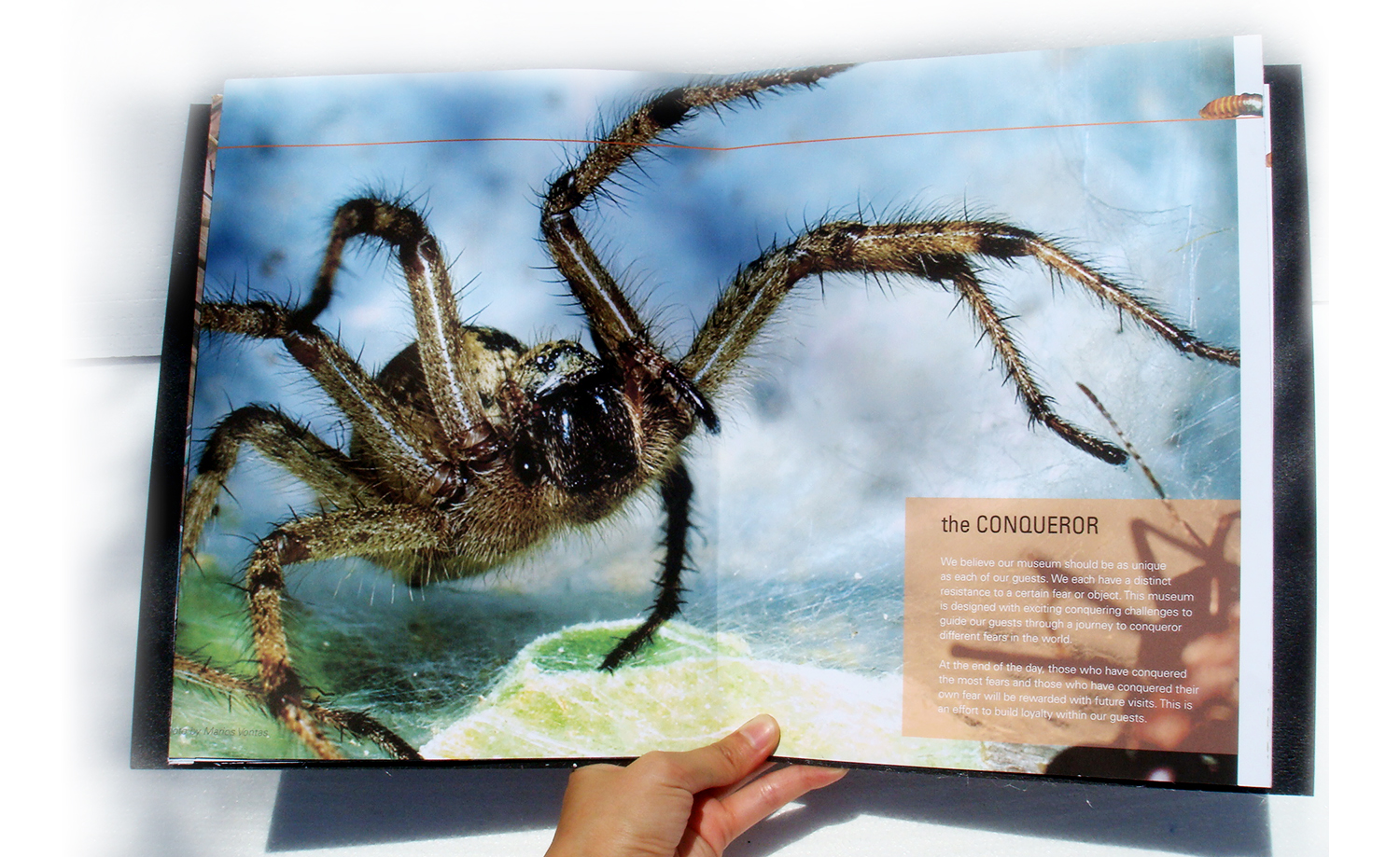 Museum of Phobias Collateral Interior Spread Spider
