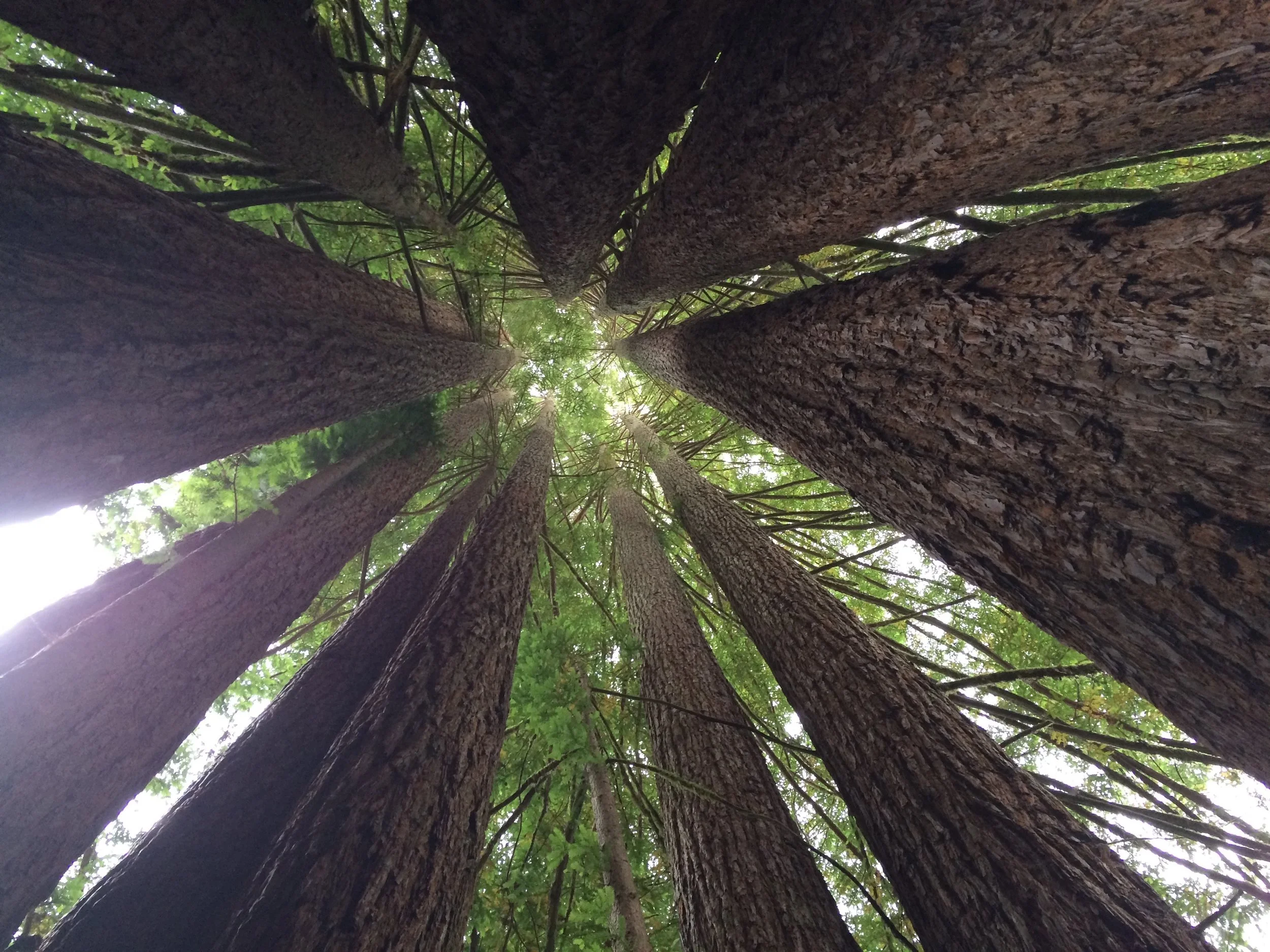 Circle of Redwoods growing out of one stump.