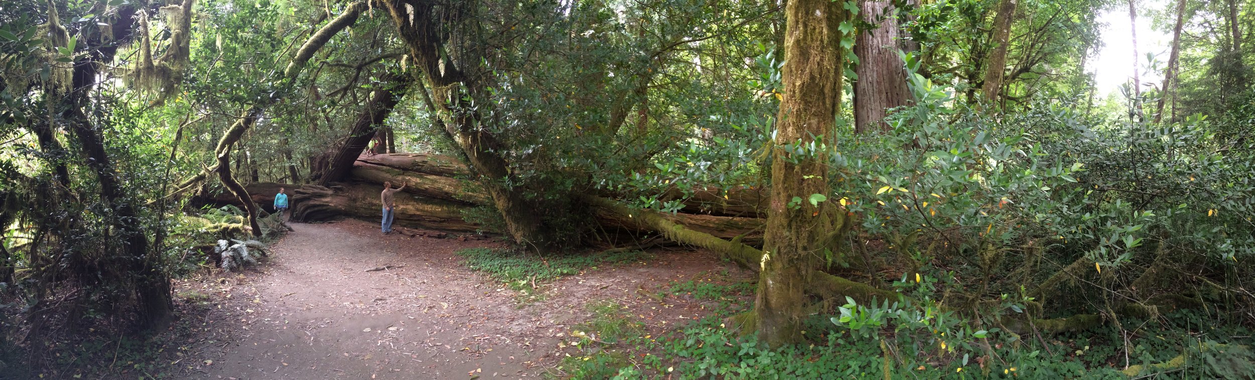 Fallen Redwood.