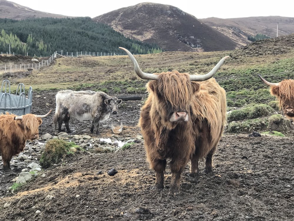 Hairy Coo