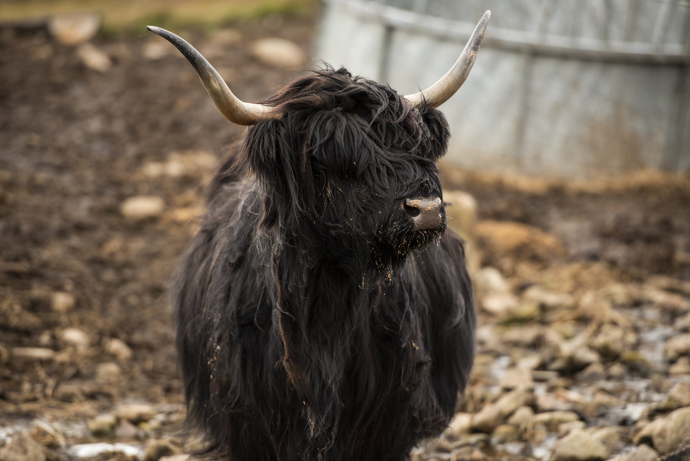 Hairy Coo