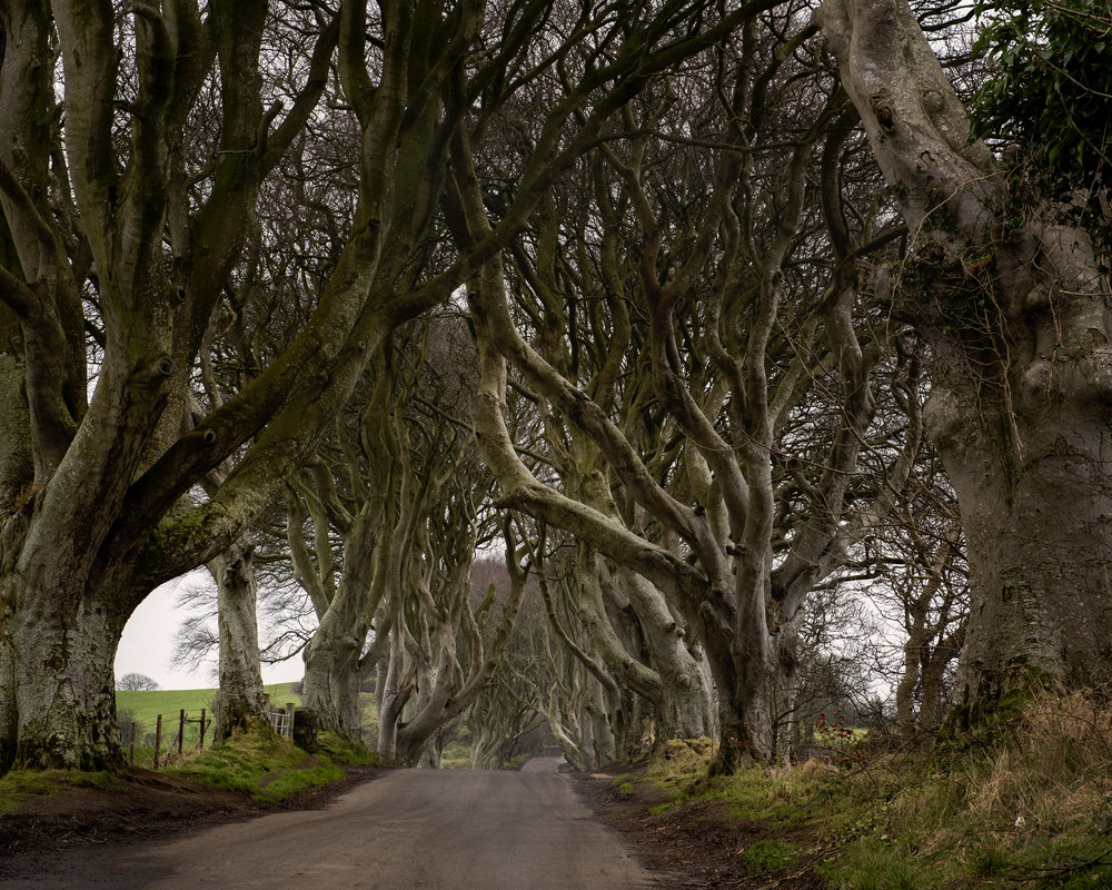 The Dark Hedges, N Ireland