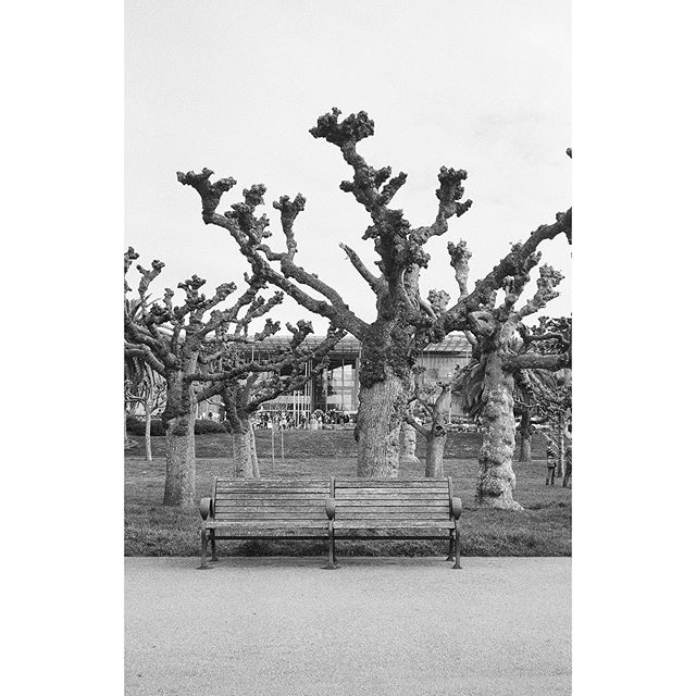 tree.
#deyoungmuseum 
#sanfrancisco 
#superlatergram