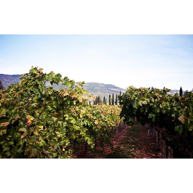 Grapes.
#winetasting 
#napavalley