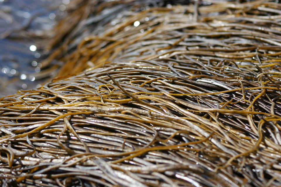 Sea spaghetti contains a healthy balance of vitamins, minerals and trace elements and is a good source of calcium and magnesium. It is a very tasty addition to both sweet (as seen in Mungo's sea biscuits)and savoury dishes.