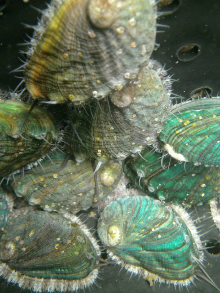 Abalone (Haliotis discus hannai) is a highly prized marine gastropod mollusc (sea snail) with a unique flavour and texture. It is considered a rare delicacy and is especially prized in East-Asian cultures for its health benefits. Mungo Murphy’s Connemara Abalone are fed a pure and organic diet of sustainably harvested seaweed locally sourced from the wild Atlantic shores of Connemara. Due to its healthy, seaweed-grazing diet, abalone is a rich source of protein that is high in iron and omega-3 fatty acids and, low in fat.