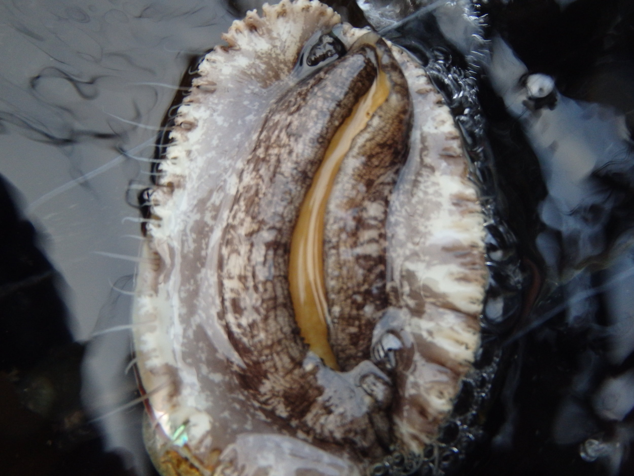 Abalone in sea water.JPG