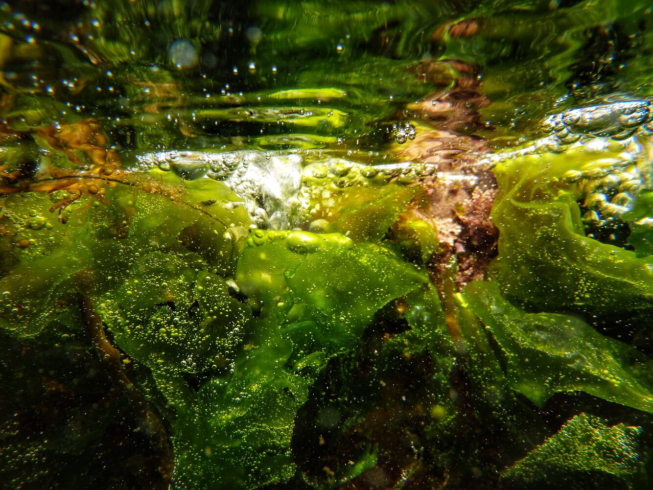 Sea Lettuce on aquaculture farm (Copy)