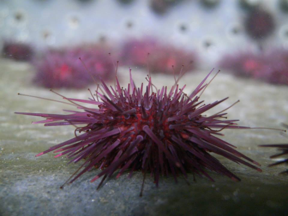 Sea Urchin