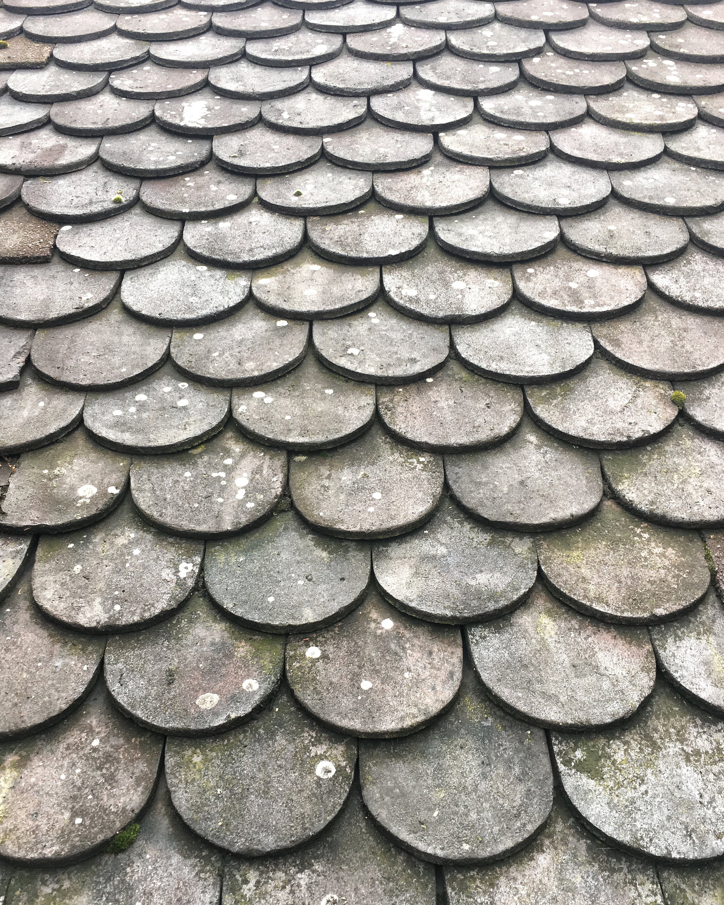 Focus On: Conservation