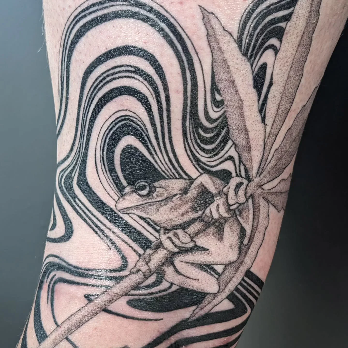 Finished Jeff's Knee ditch, with shading on the frog and cannabis leaf. Thanks for the cool idea and for traveling to see me for all these years. 
.
#frogtattoos #frogloversofinstagram #blackwork #suminagashi #liquifiedtattoos #blackngrey #cannabis #