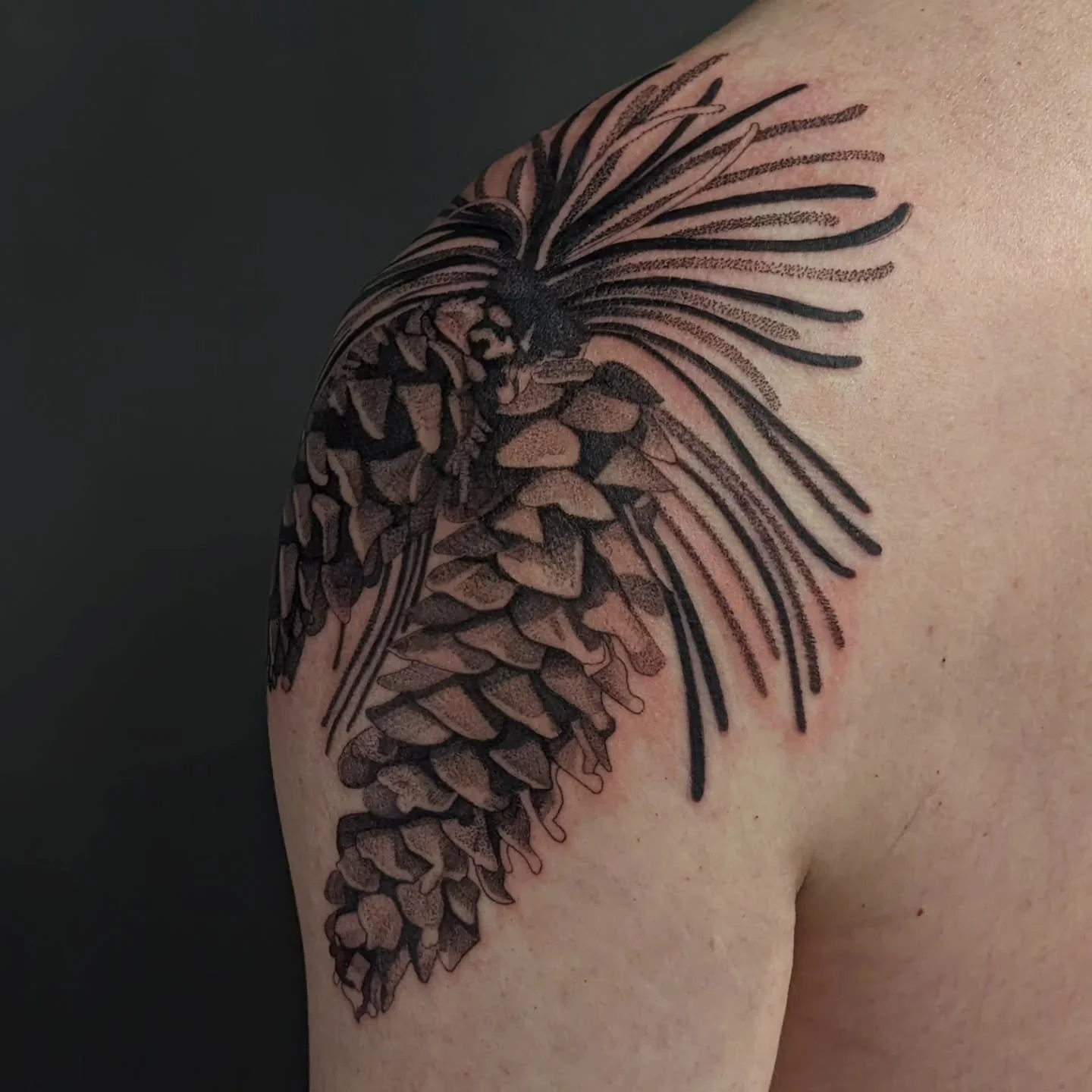 Sugarpine cones for Caleb. 
.
It was a somber day. Even tho we have to go through the motions of our days, our minds and hearts are out there with you. 
.
These sugarpine cones gave me solace for awhile, but damn guys. Im fukked uppp. 
.
#fuckice #su