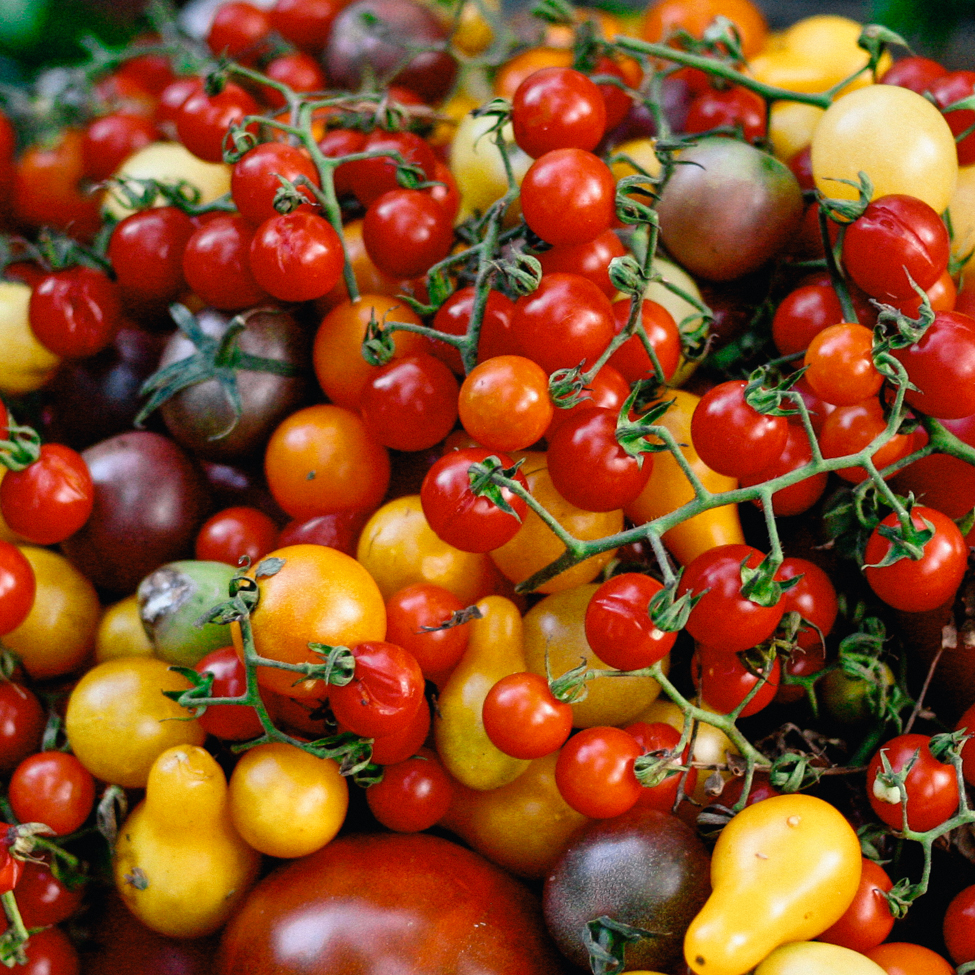 Tomatoes.