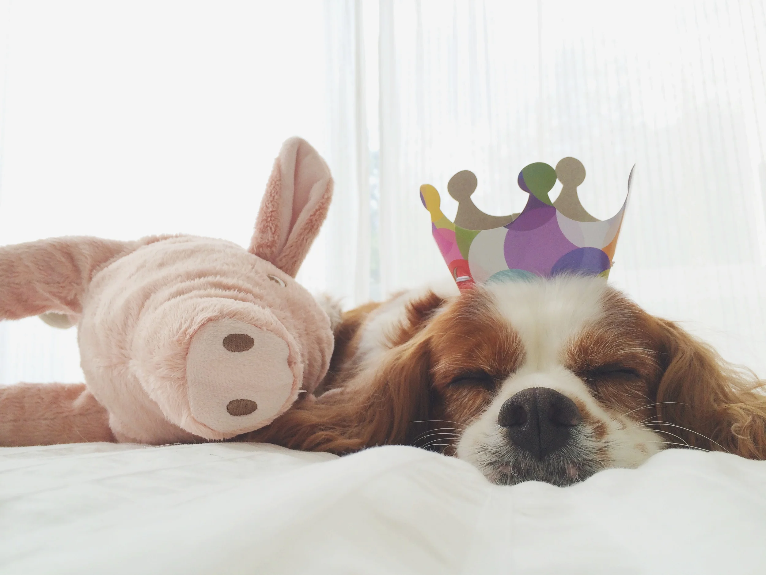 The heart tugger himself, on his 6th birthday last month. <3 <3 <3 <3 <3 