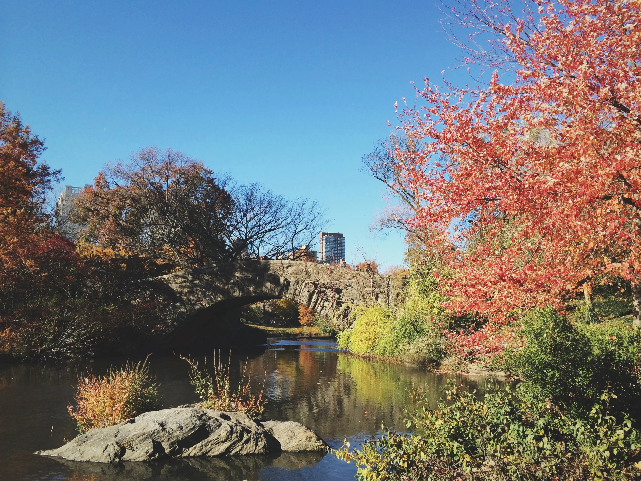 central park, november 2014