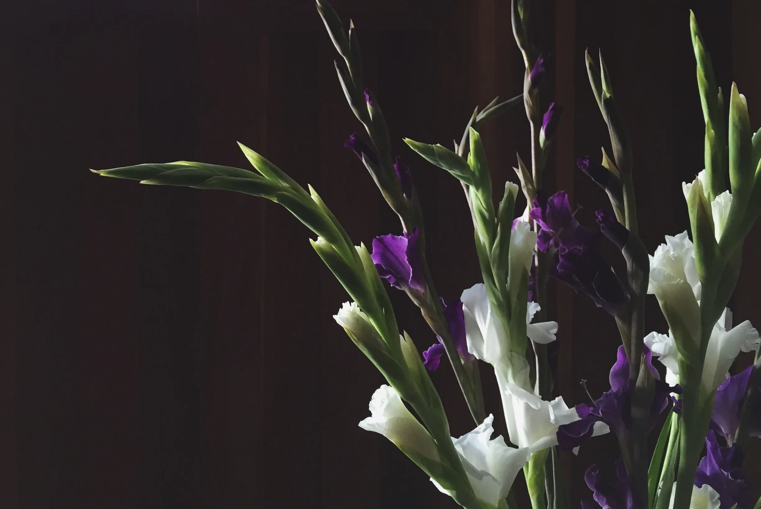 pretty light, pretty blooms