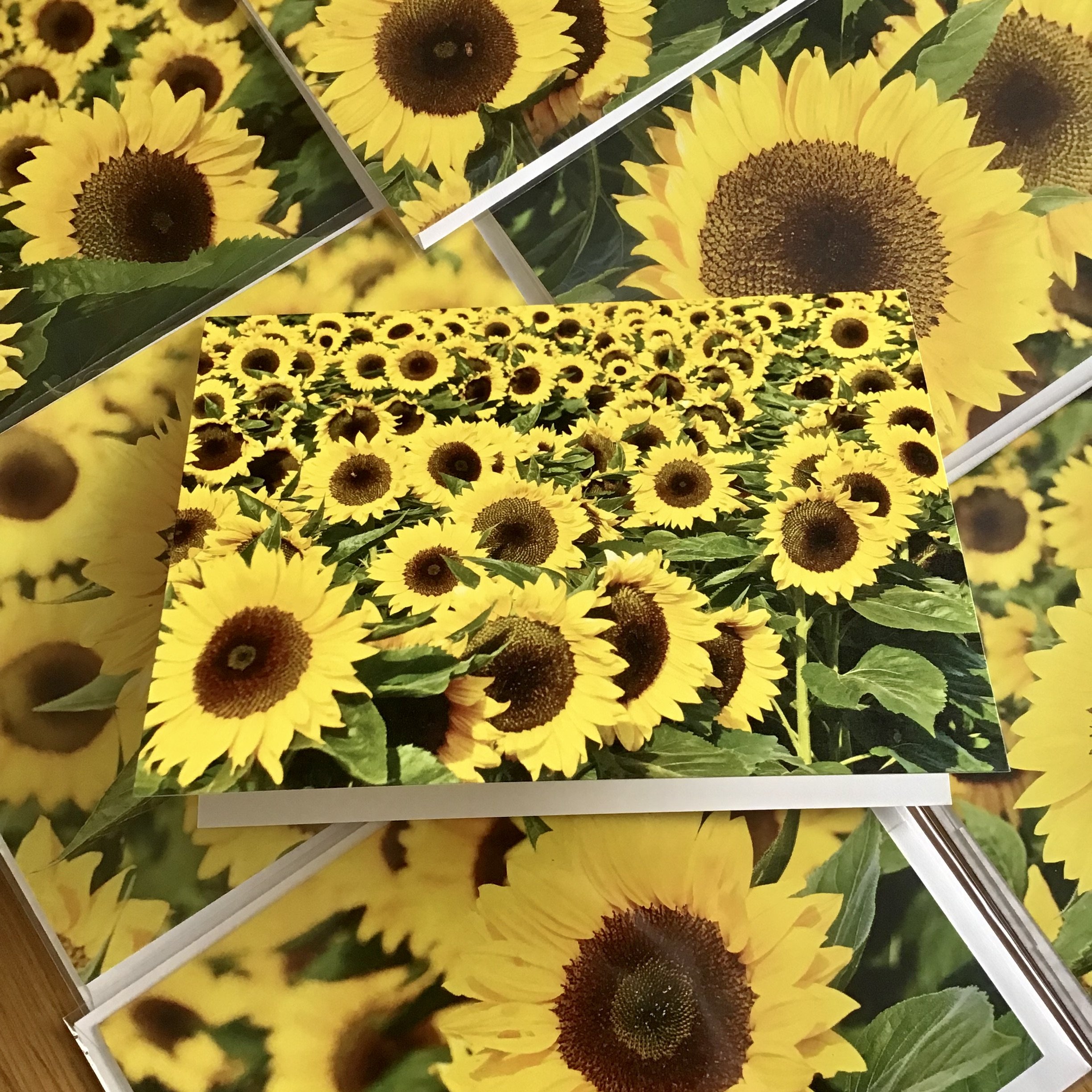 Sunflower Cards.jpeg