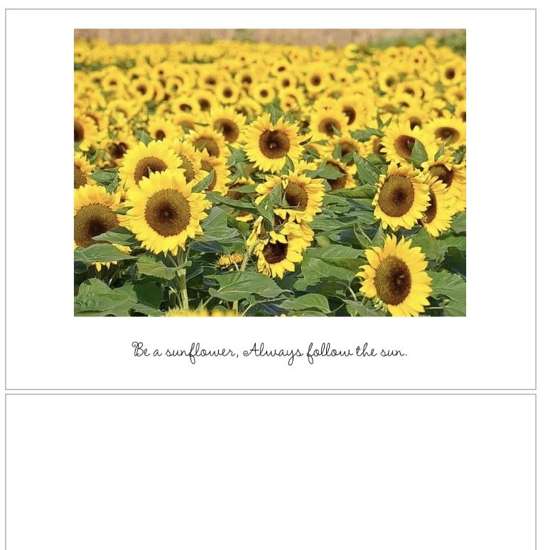 Inside Sunflower Cards.jpeg