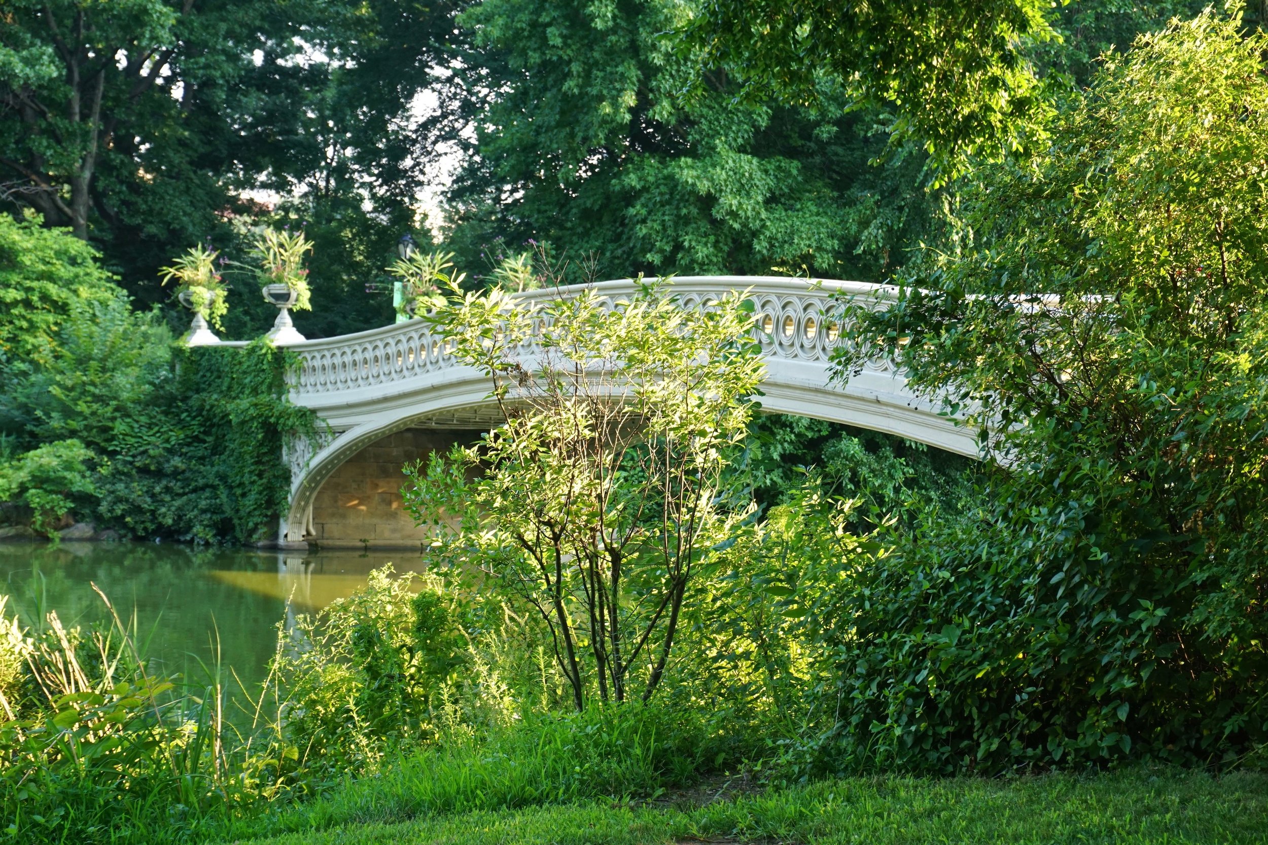 Grass is greener at Bow Bridge