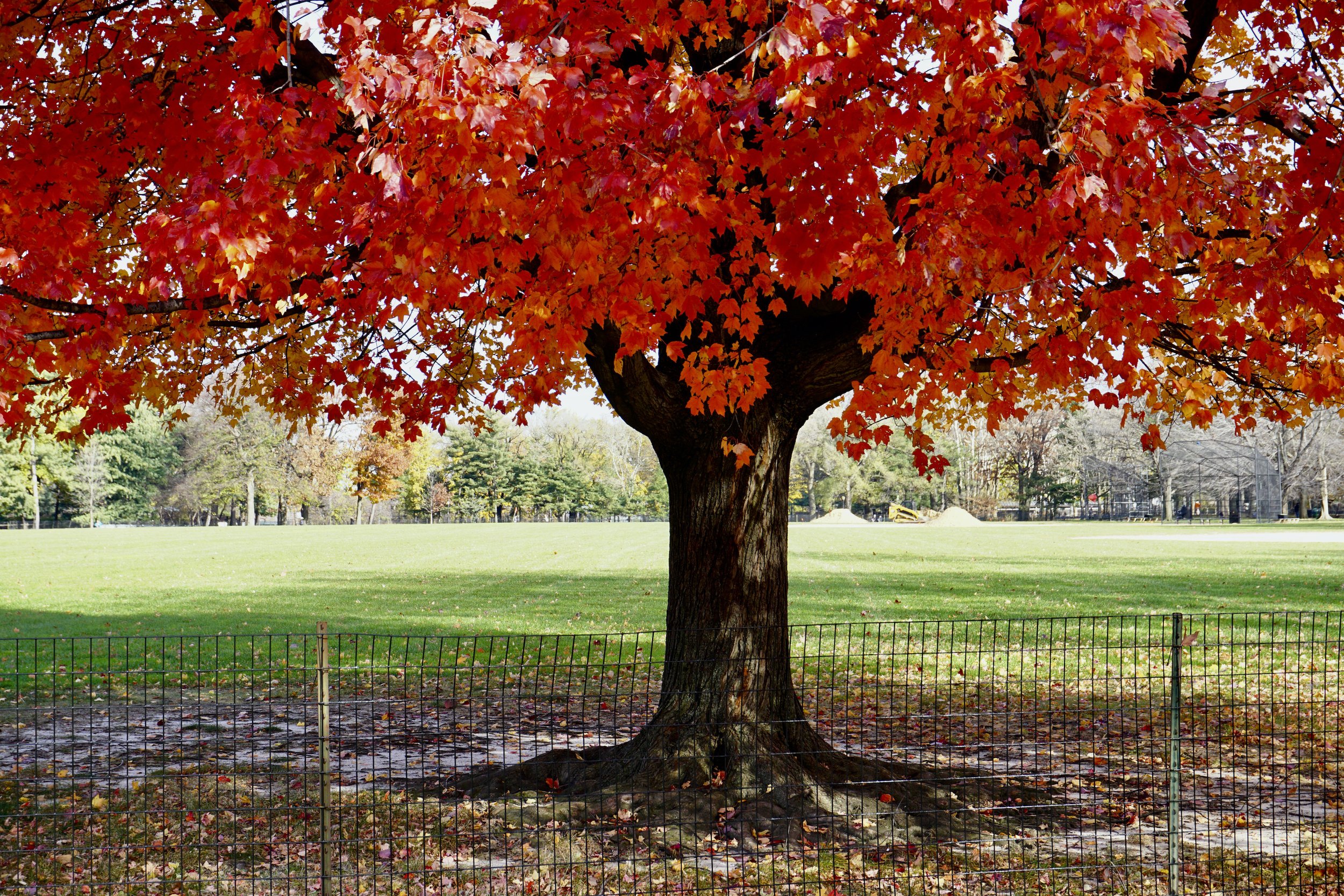 Thanksgiving at The Red Maple Tree