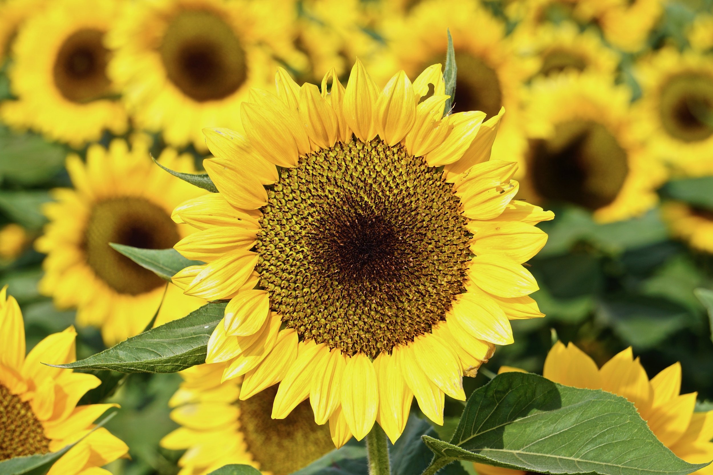 Central Sunflower