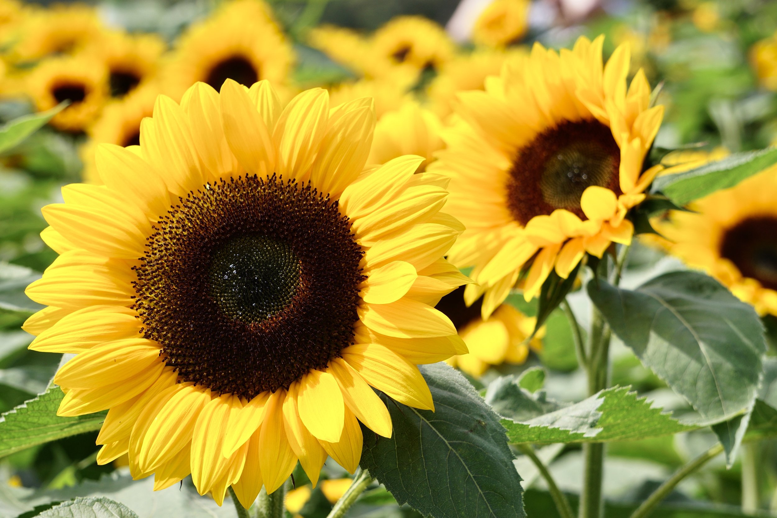 Beautiful Sunflower