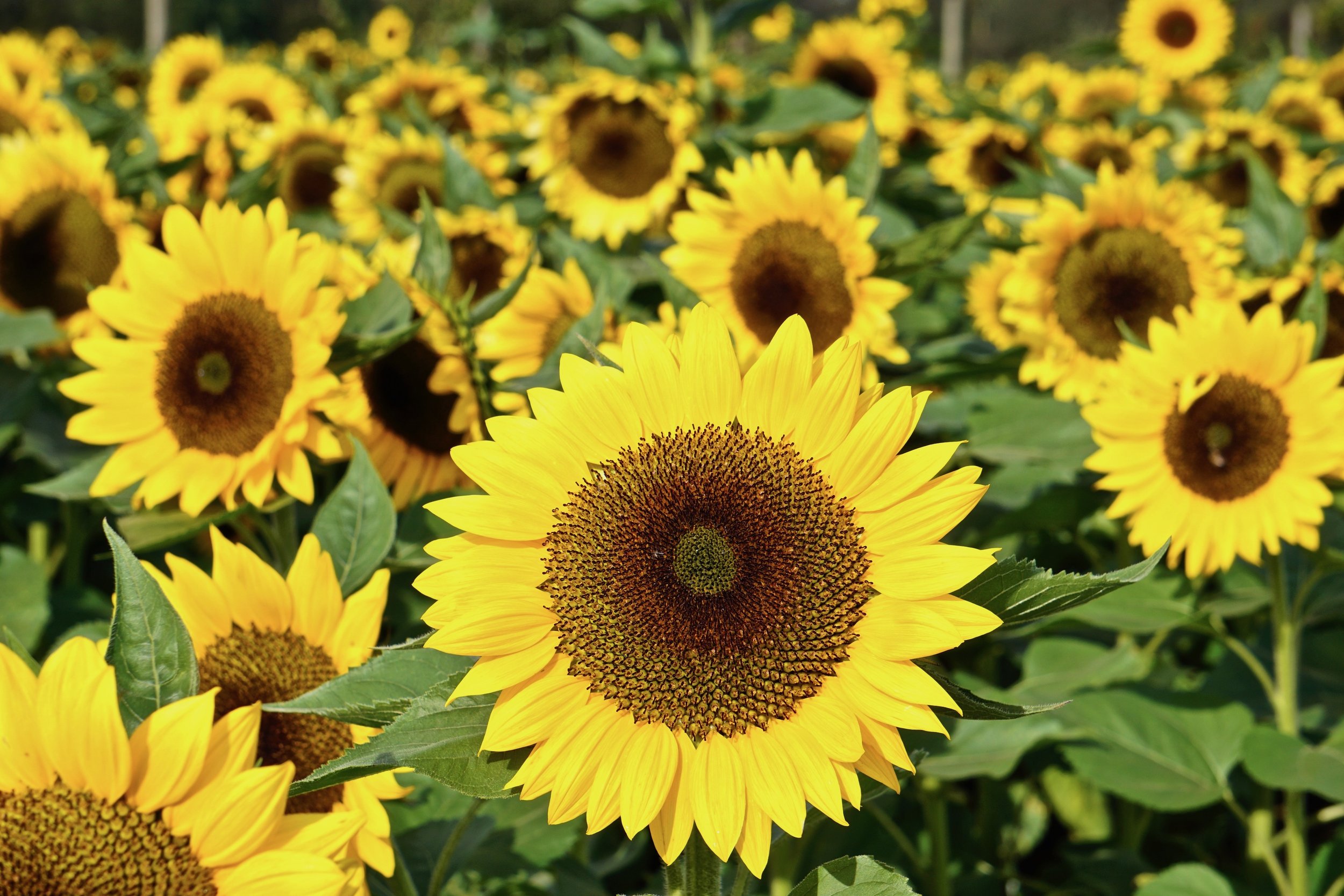 Central field of Sunflowers