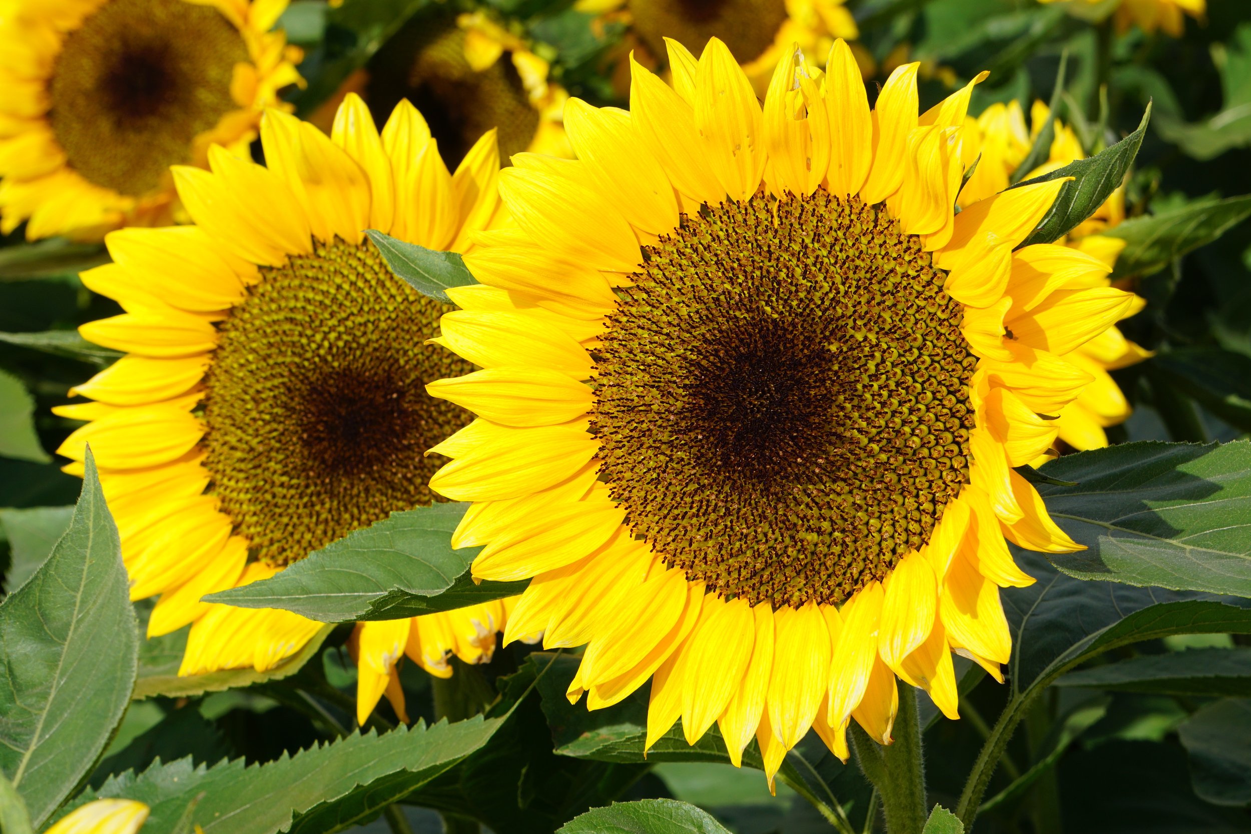 Sister Sunflowers