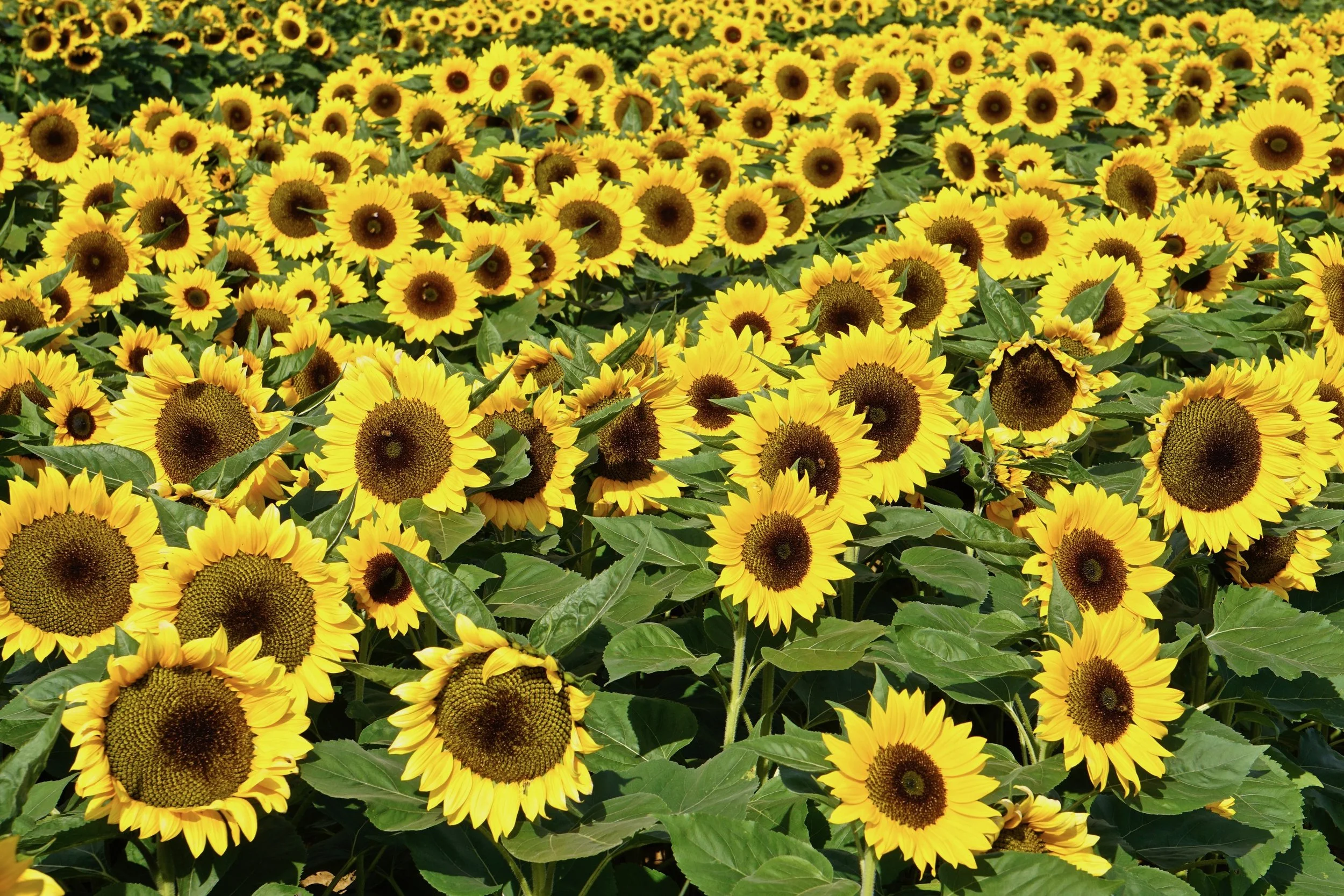 Sunflower Field